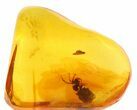 Detailed Fossil Spider (Aranea) In Baltic Amber #58057-1